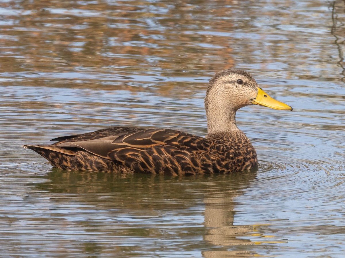 Mottled Duck - Bruce Aird