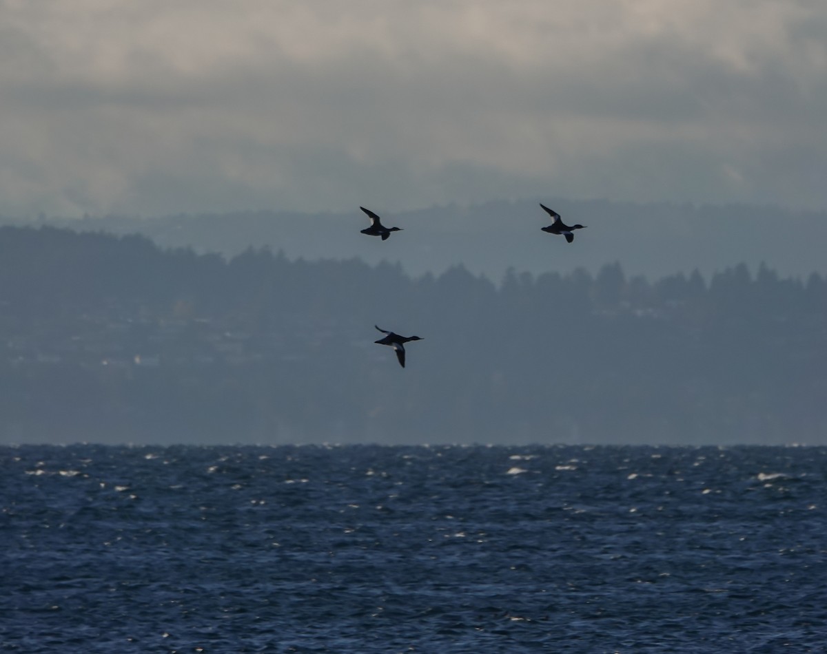 Red-breasted Merganser - Dave Hart