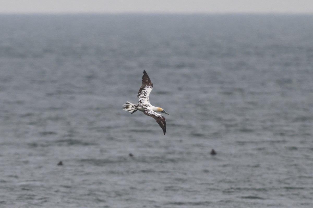 Northern Gannet - ML611670506