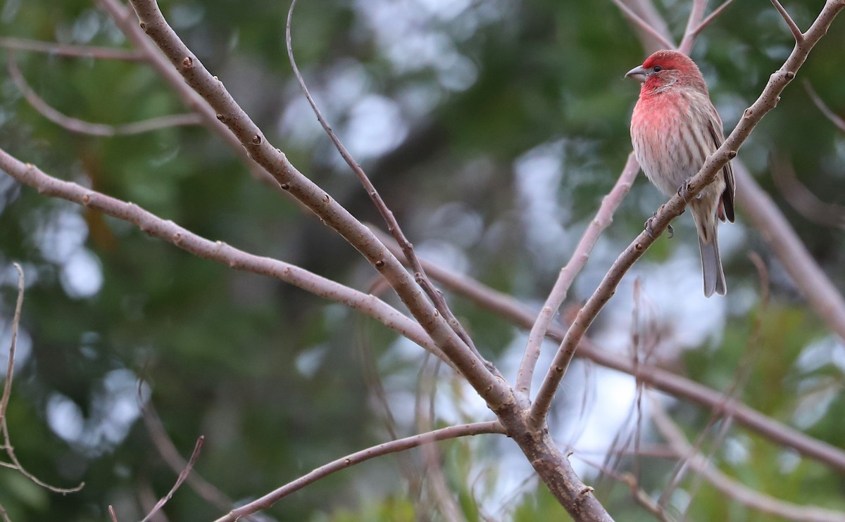 House Finch - ML611670511