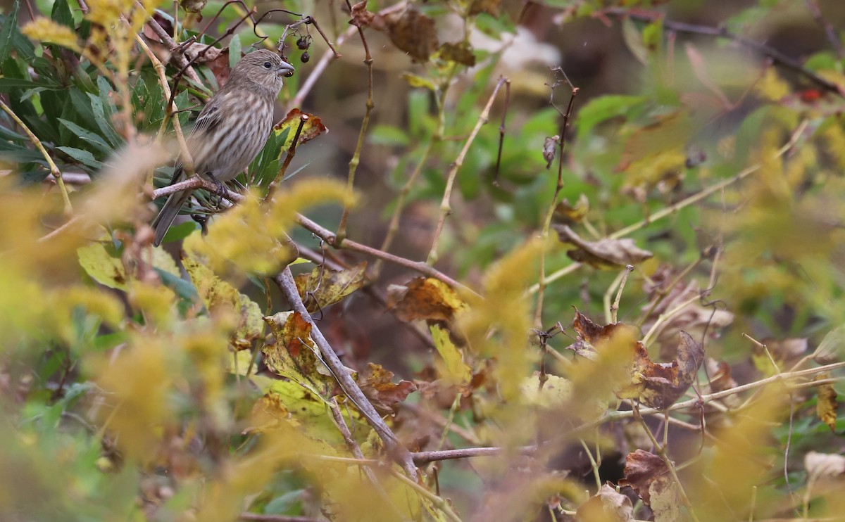 House Finch - ML611670523