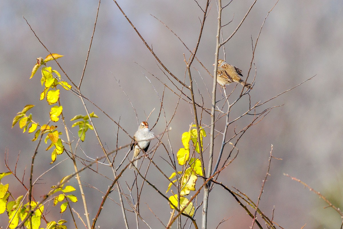 White-crowned Sparrow - Leena M