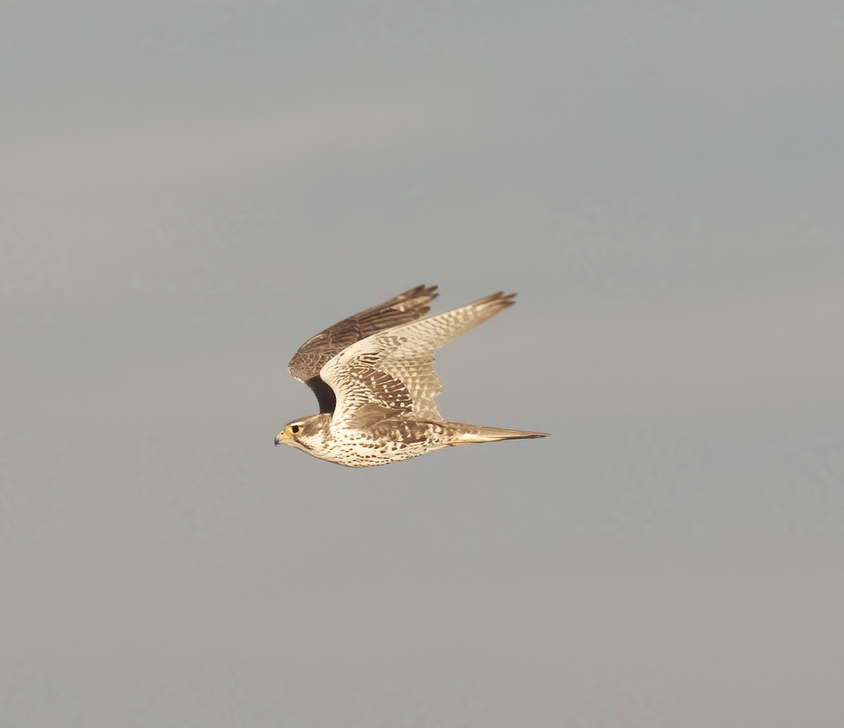 Prairie Falcon - ML611670847