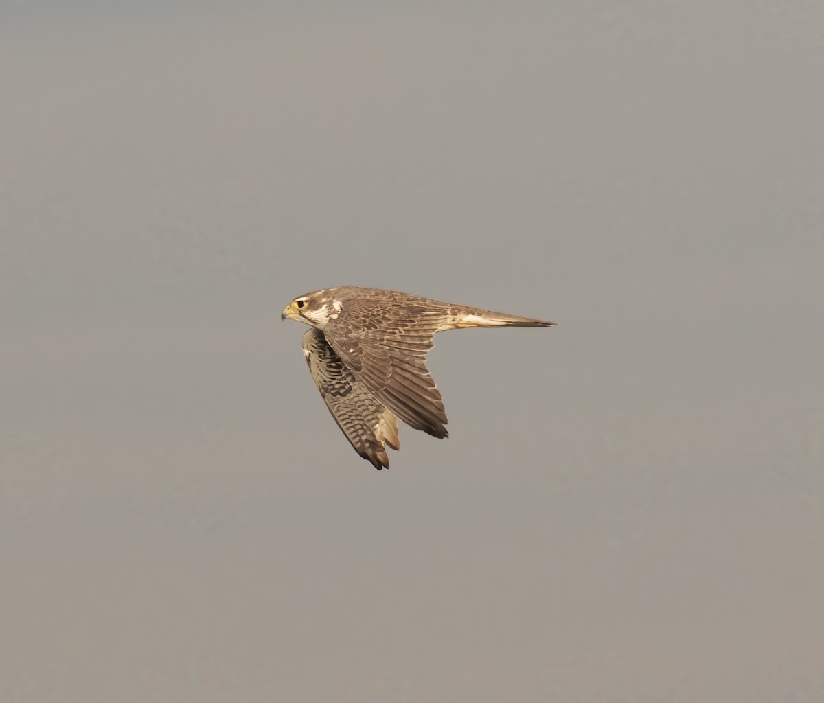 Prairie Falcon - ML611670849