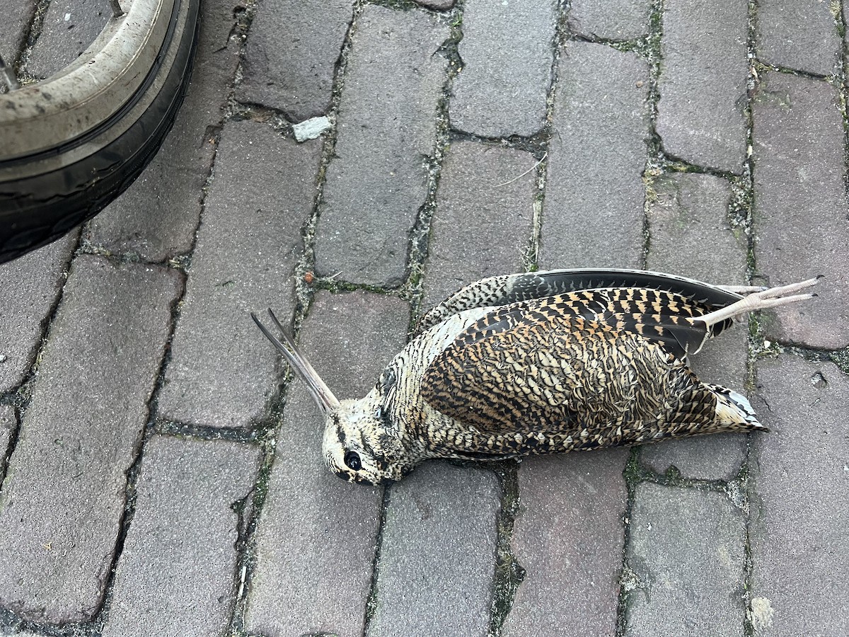 Eurasian Woodcock - babur hakarar