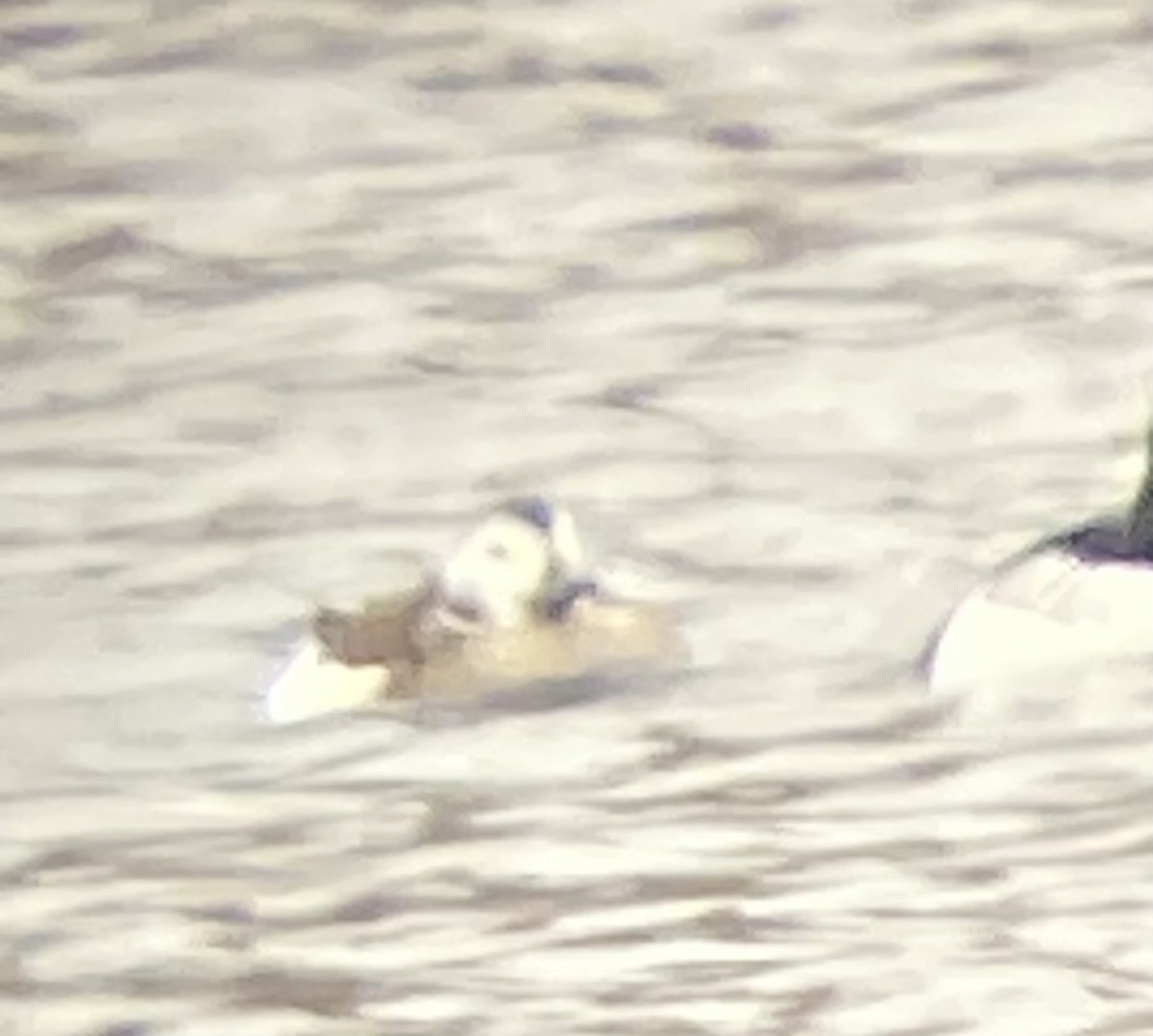 Long-tailed Duck - ML611670927