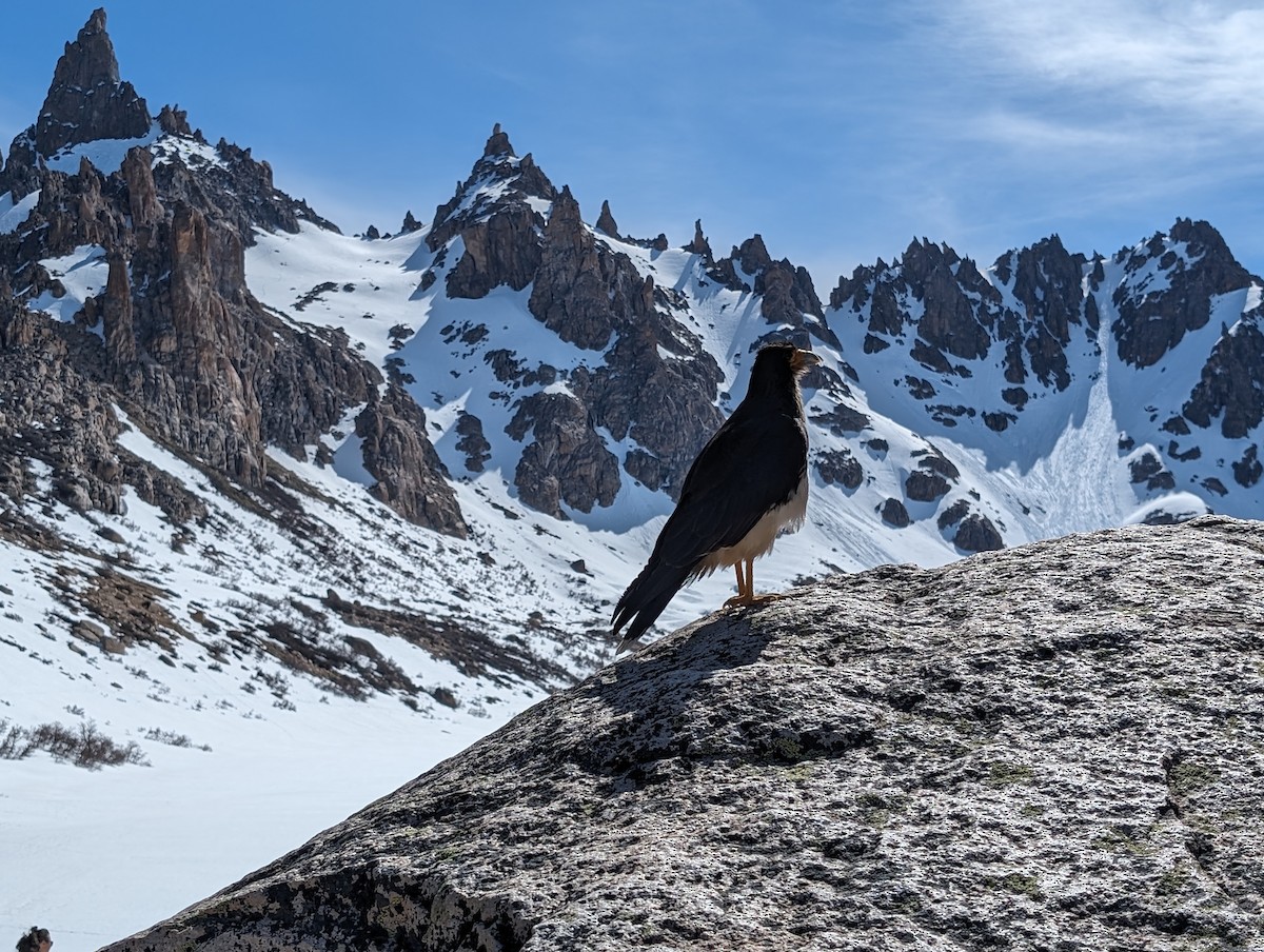 Caracara Araucano - ML611670964