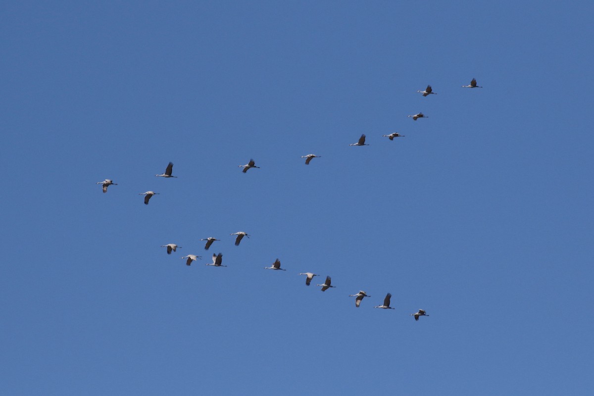 Sandhill Crane - ML611671016