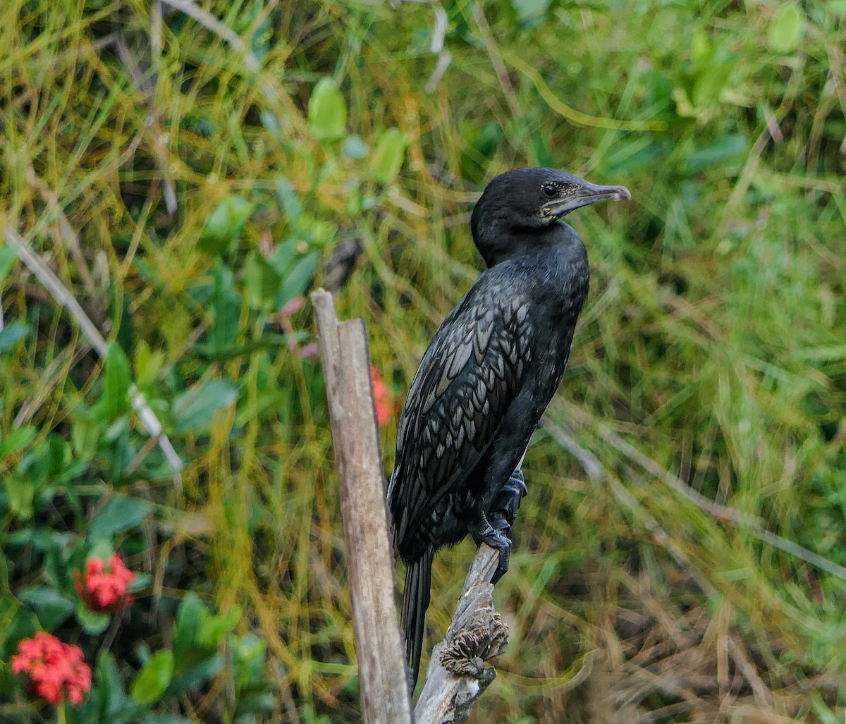 Little Cormorant - ML611671034