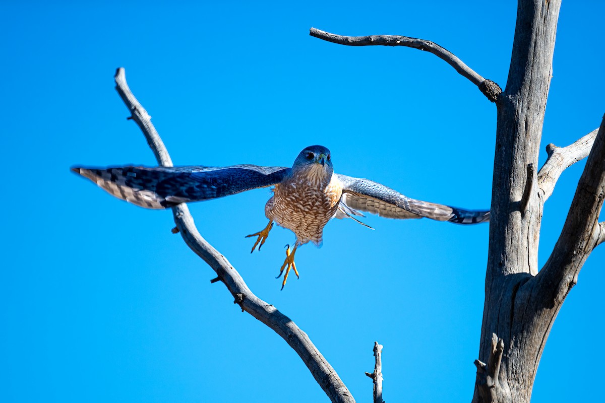 Cooper's Hawk - ML611671071