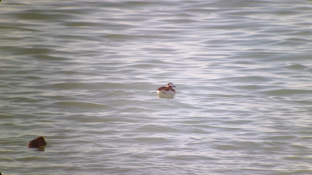 Long-tailed Duck - ML611671085