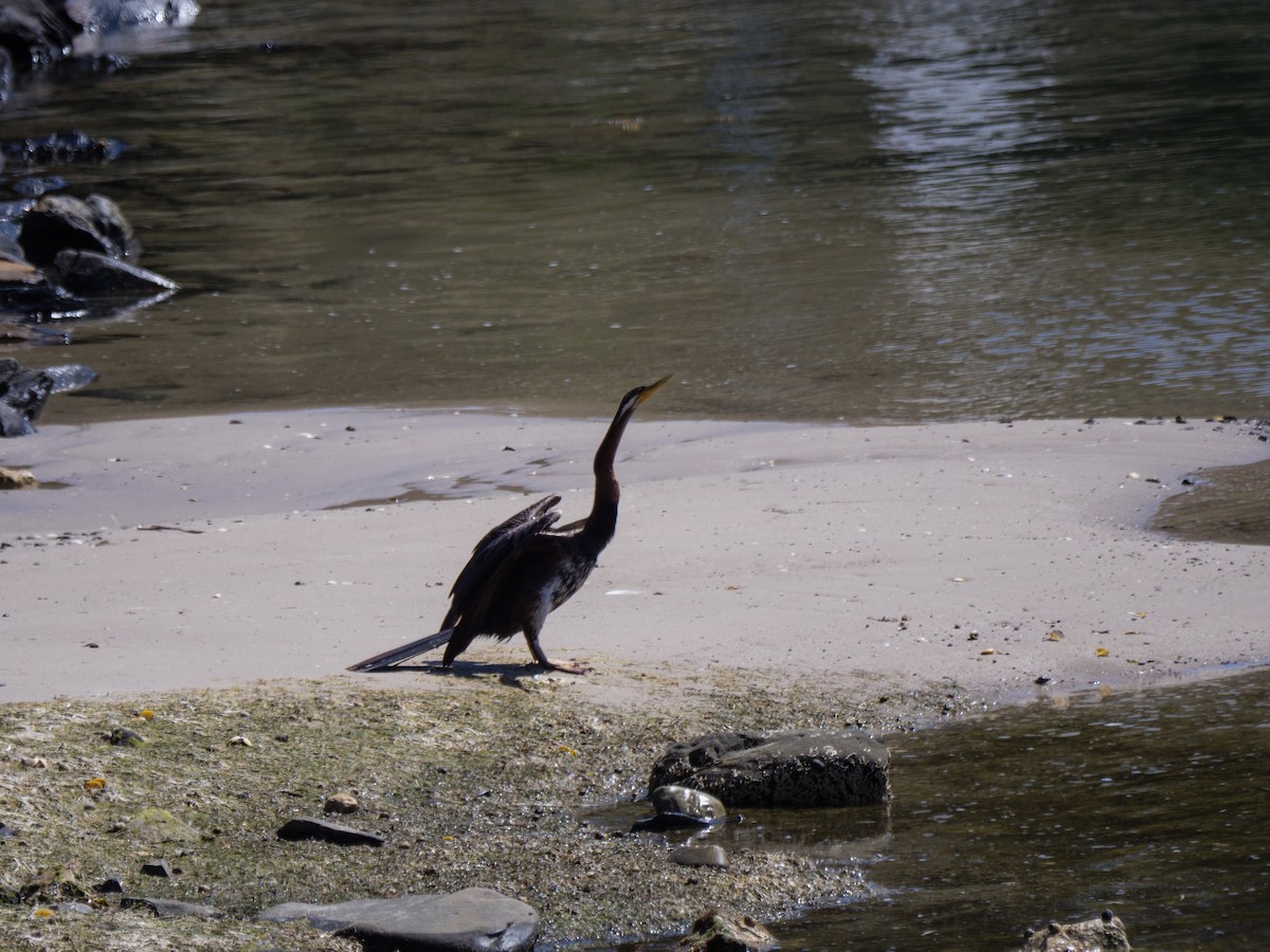 Anhinga d'Australie - ML611671110