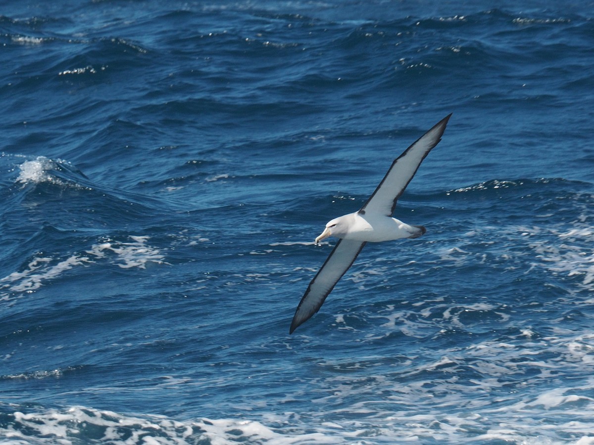 Salvin's Albatross - ML611671127