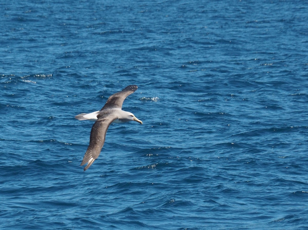 Salvin's Albatross - ML611671128