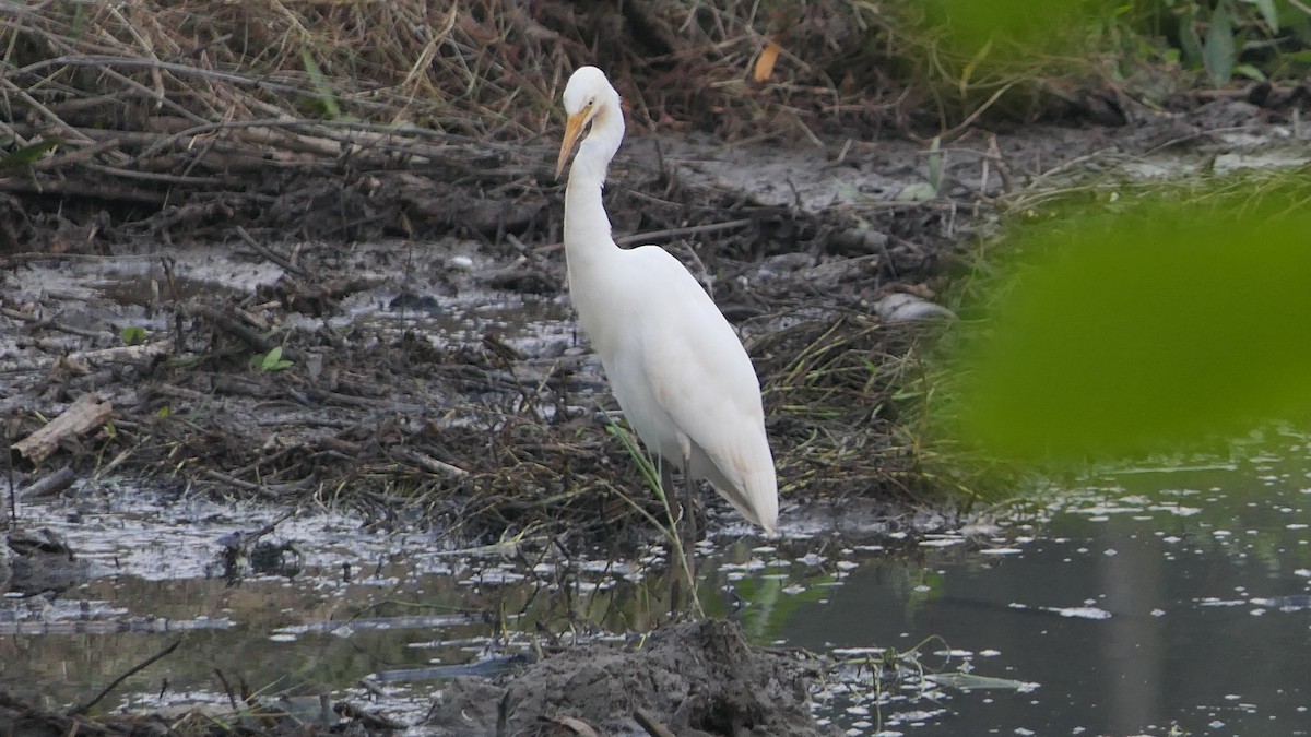 Medium Egret - ML611671154