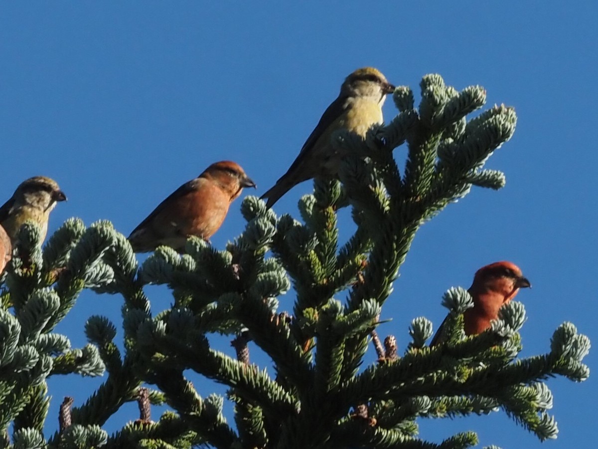 Red Crossbill - ML611671174