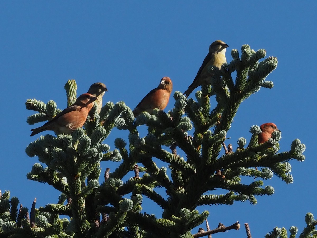 Red Crossbill - ML611671176