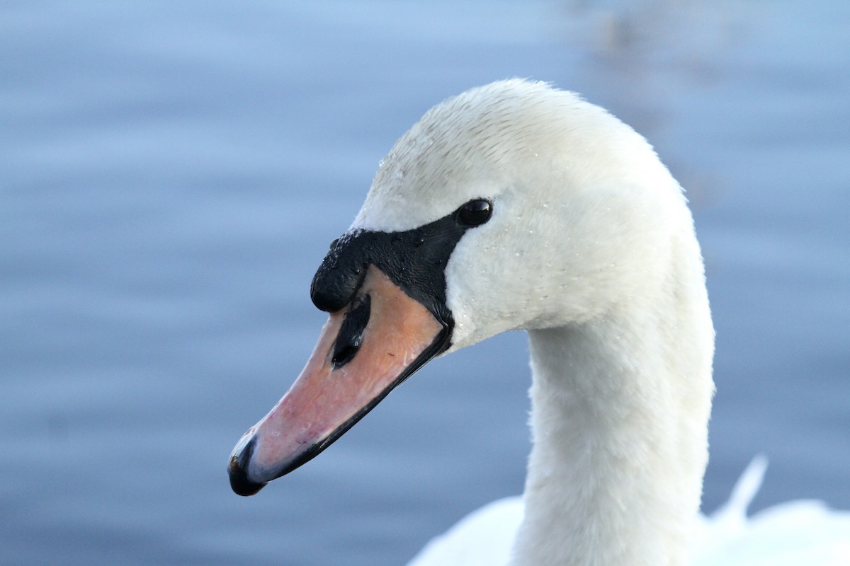 Cygne tuberculé - ML611671190