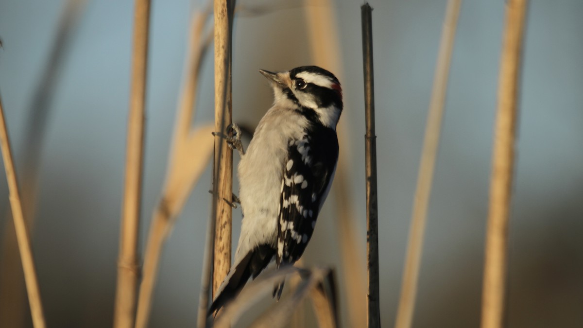 Yumuşak Tüylü Ağaçkakan (pubescens/medianus) - ML611671196