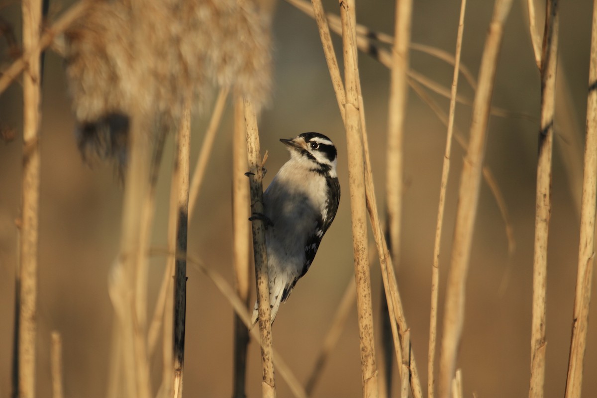 セジロコゲラ（pubescens／medianus） - ML611671197