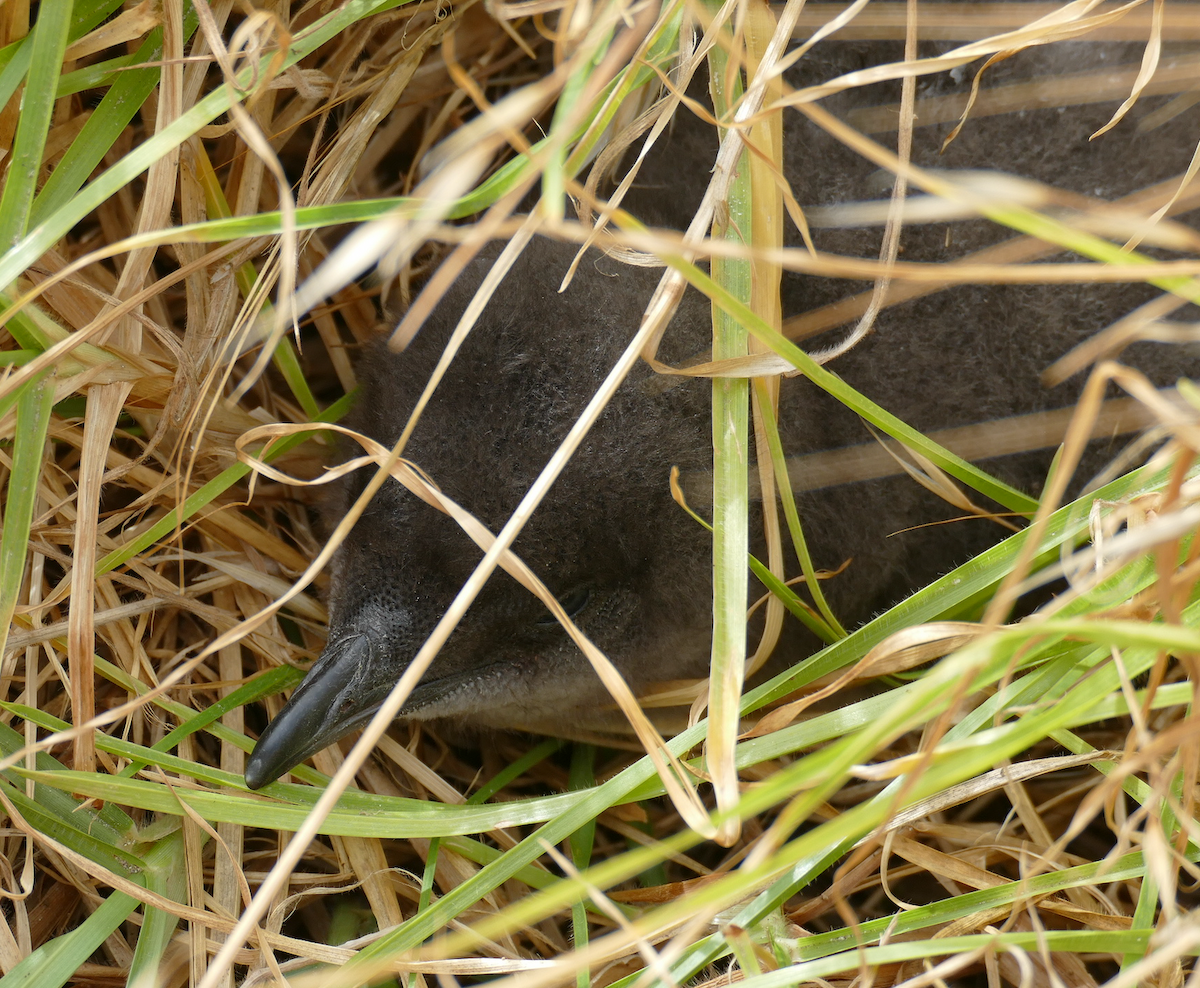 コビトペンギン - ML611671211