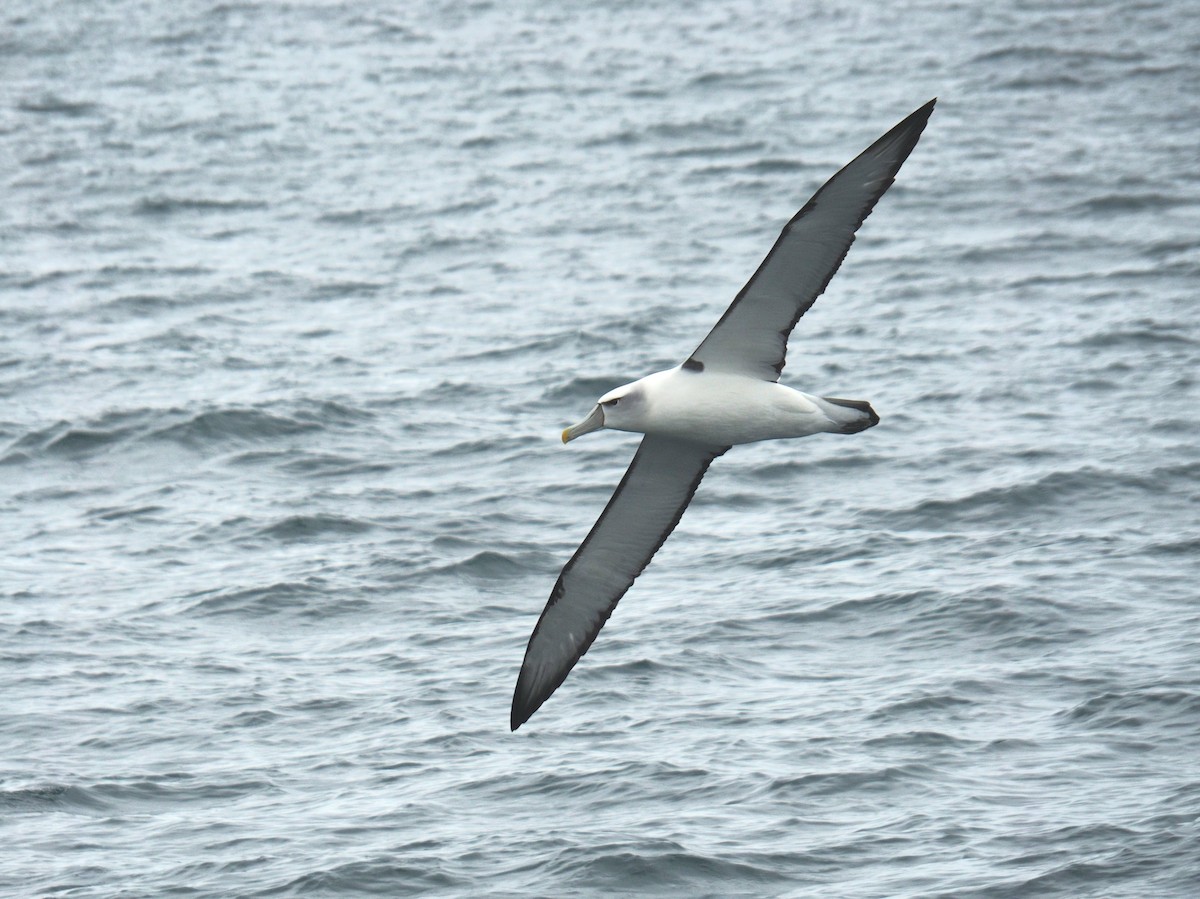 White-capped Albatross - ML611671233