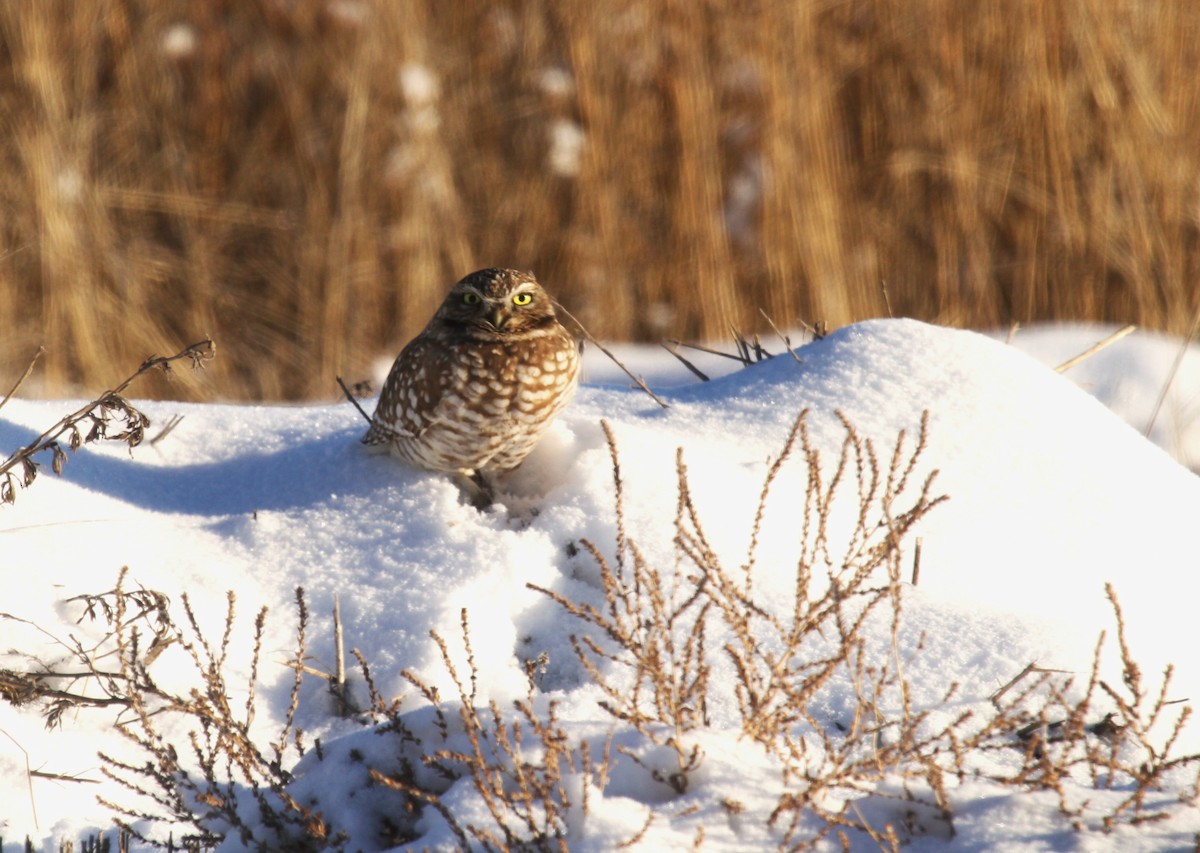 Burrowing Owl - ML611671241