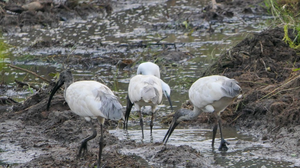 Black-headed Ibis - Bijoy Venugopal