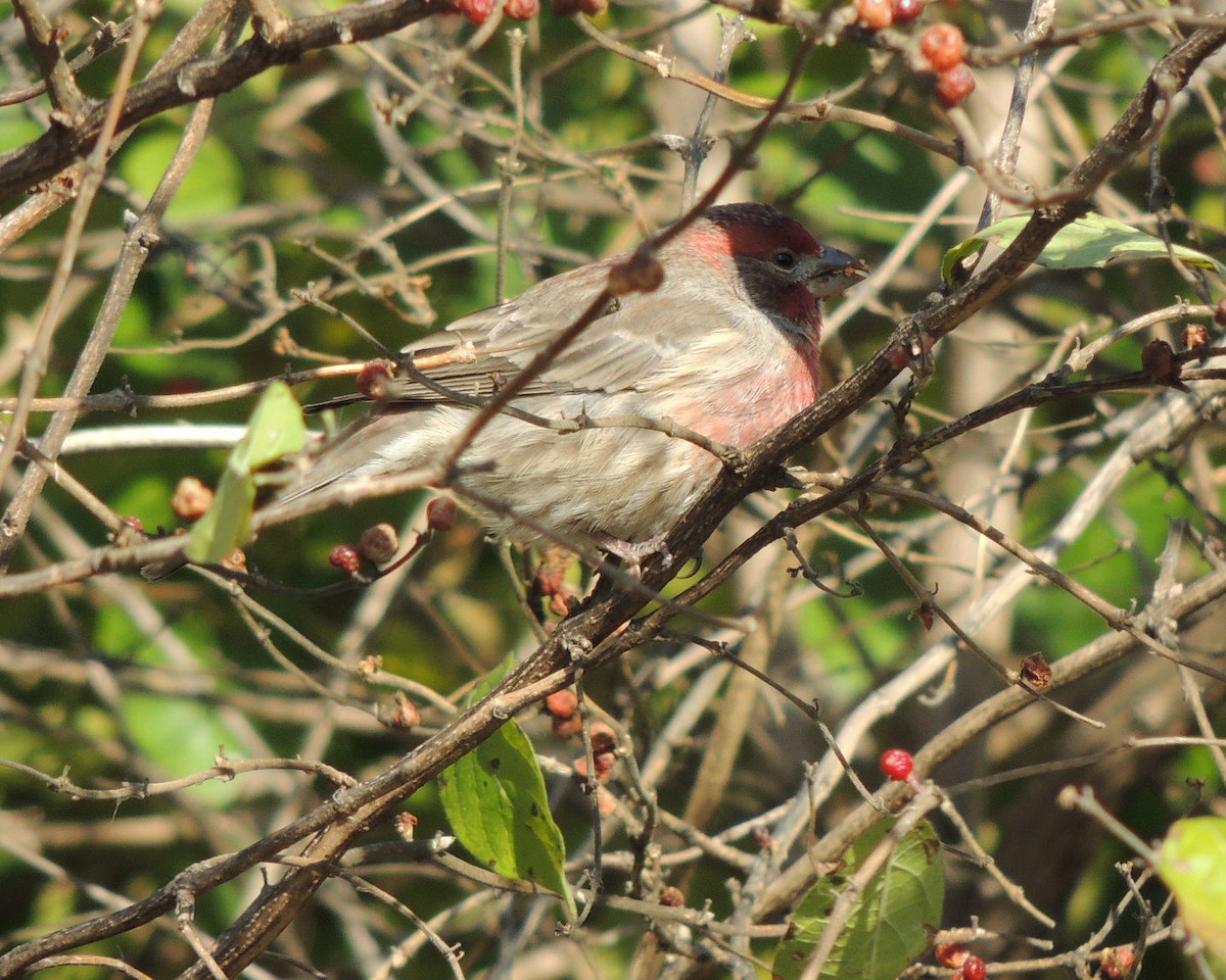 House Finch - ML611671254