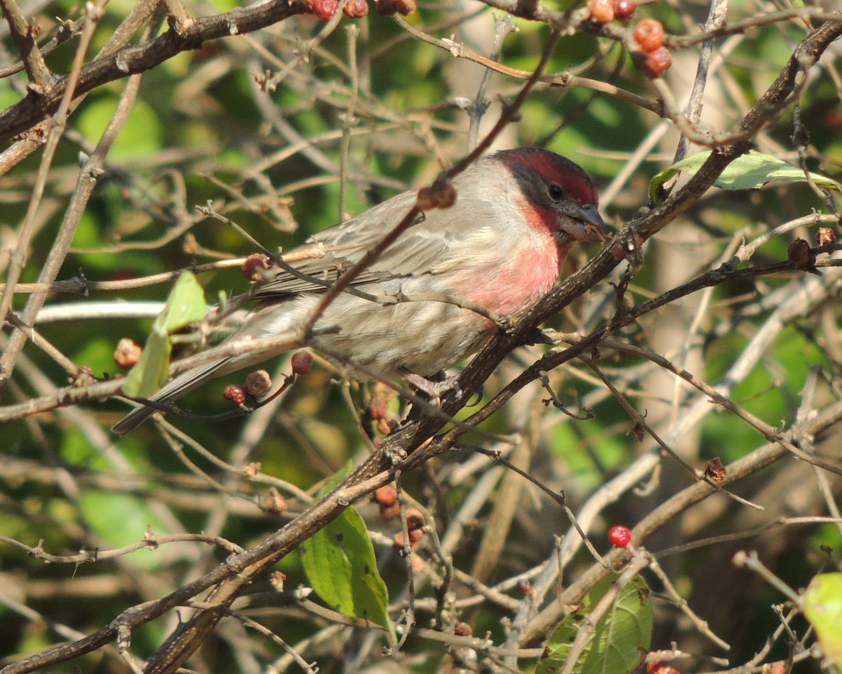 House Finch - James Harding