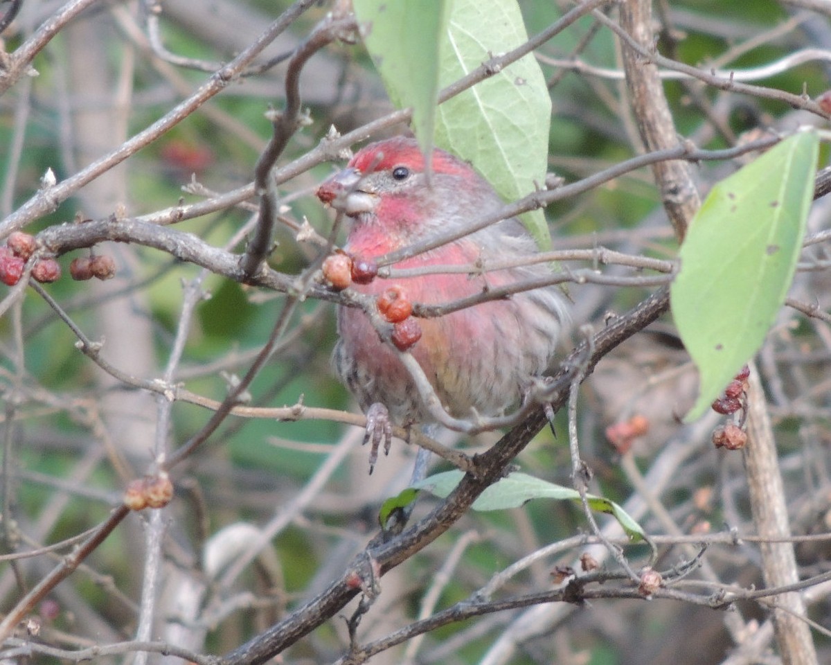 House Finch - ML611671256