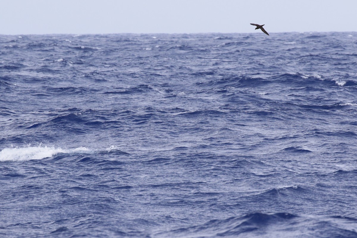 Fiji Petrel - Jez Bird