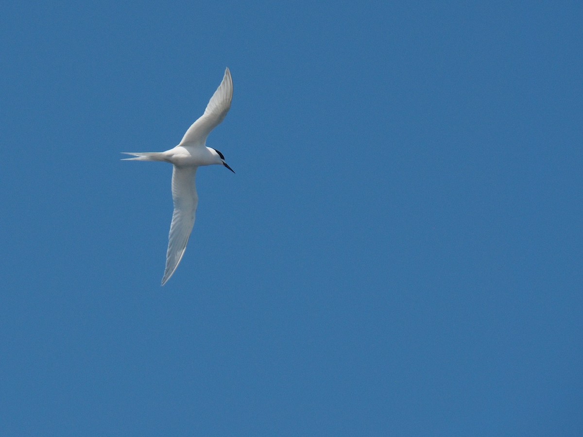 White-fronted Tern - Joseph Bliss