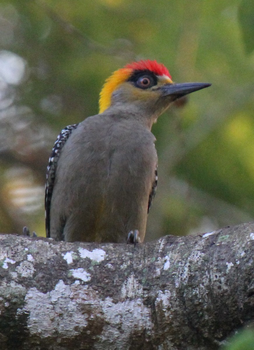 Golden-cheeked Woodpecker - Stephen B. Brown