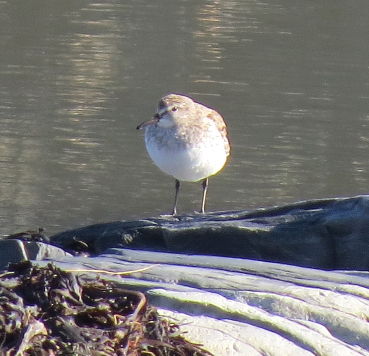 White-rumped Sandpiper - ML611671373