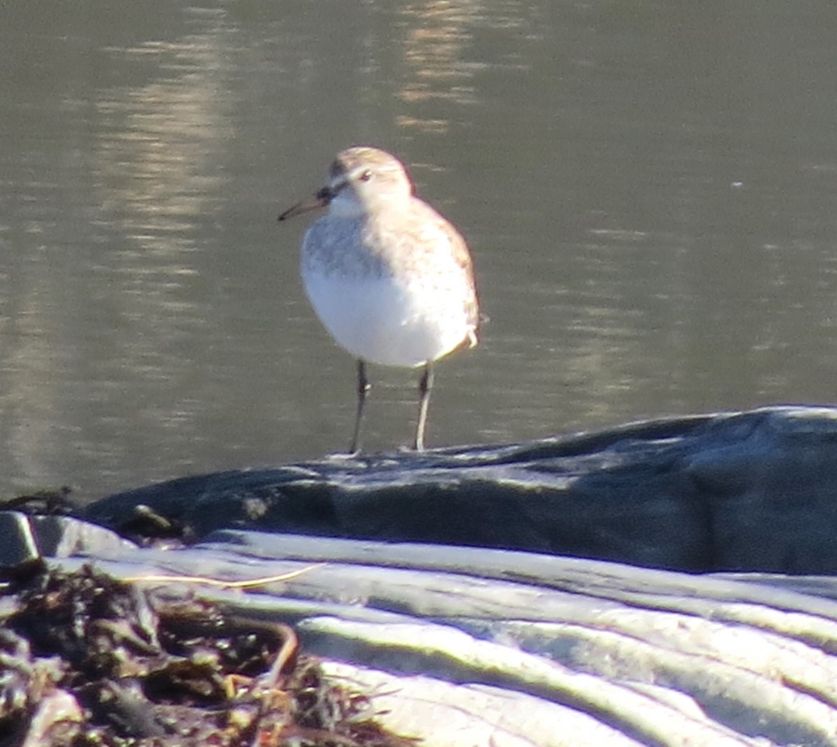 White-rumped Sandpiper - ML611671375