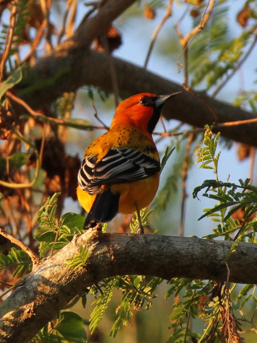 Streak-backed Oriole - Stephen B. Brown