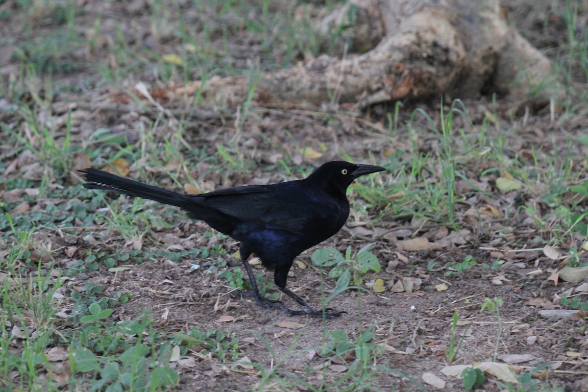 Great-tailed Grackle - Stephen B. Brown