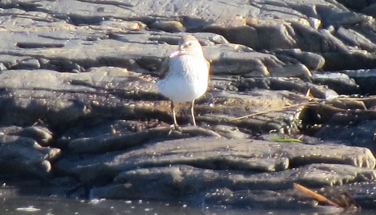 White-rumped Sandpiper - James Hirtle