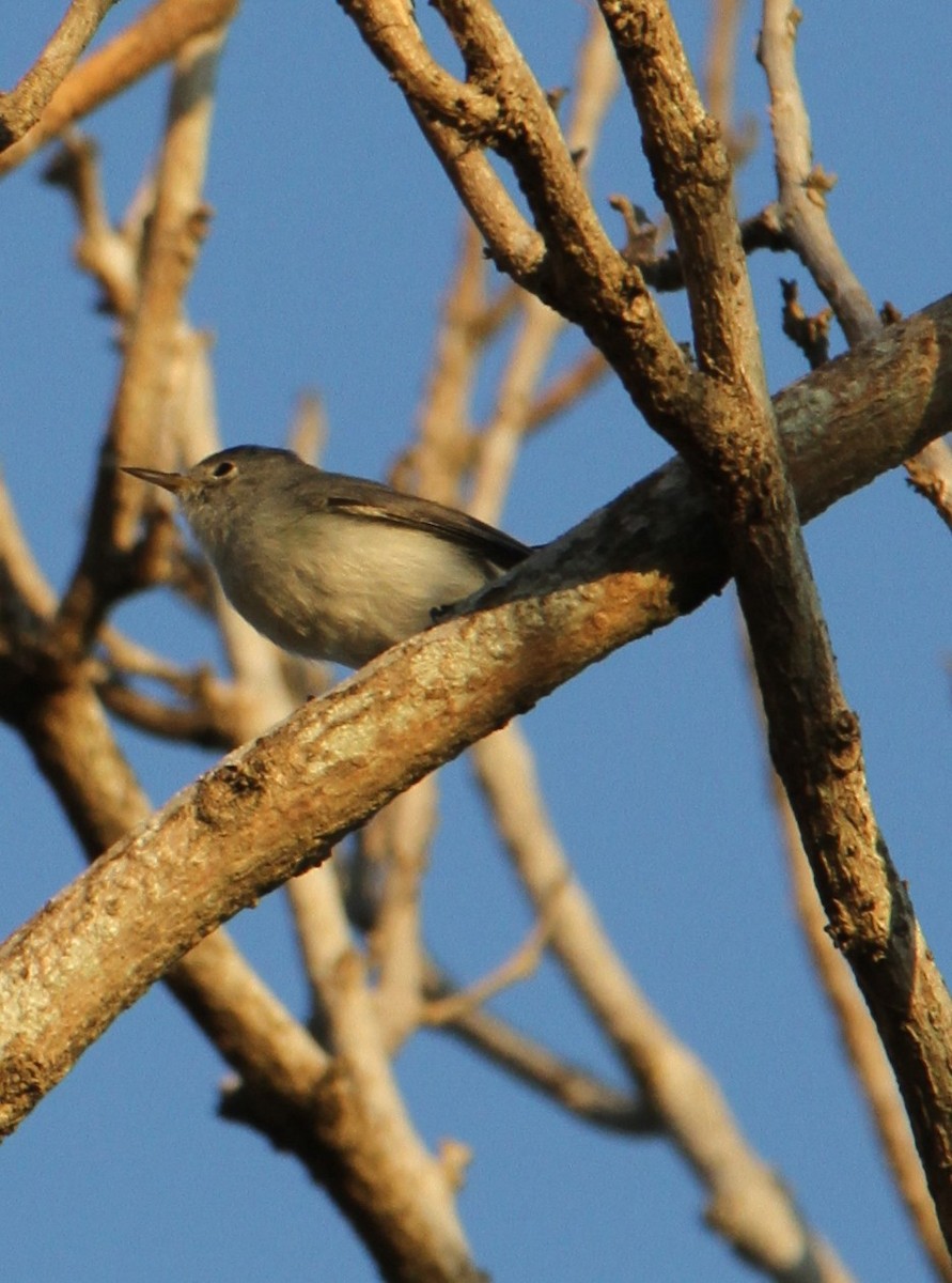 Blue-gray Gnatcatcher - Stephen B. Brown