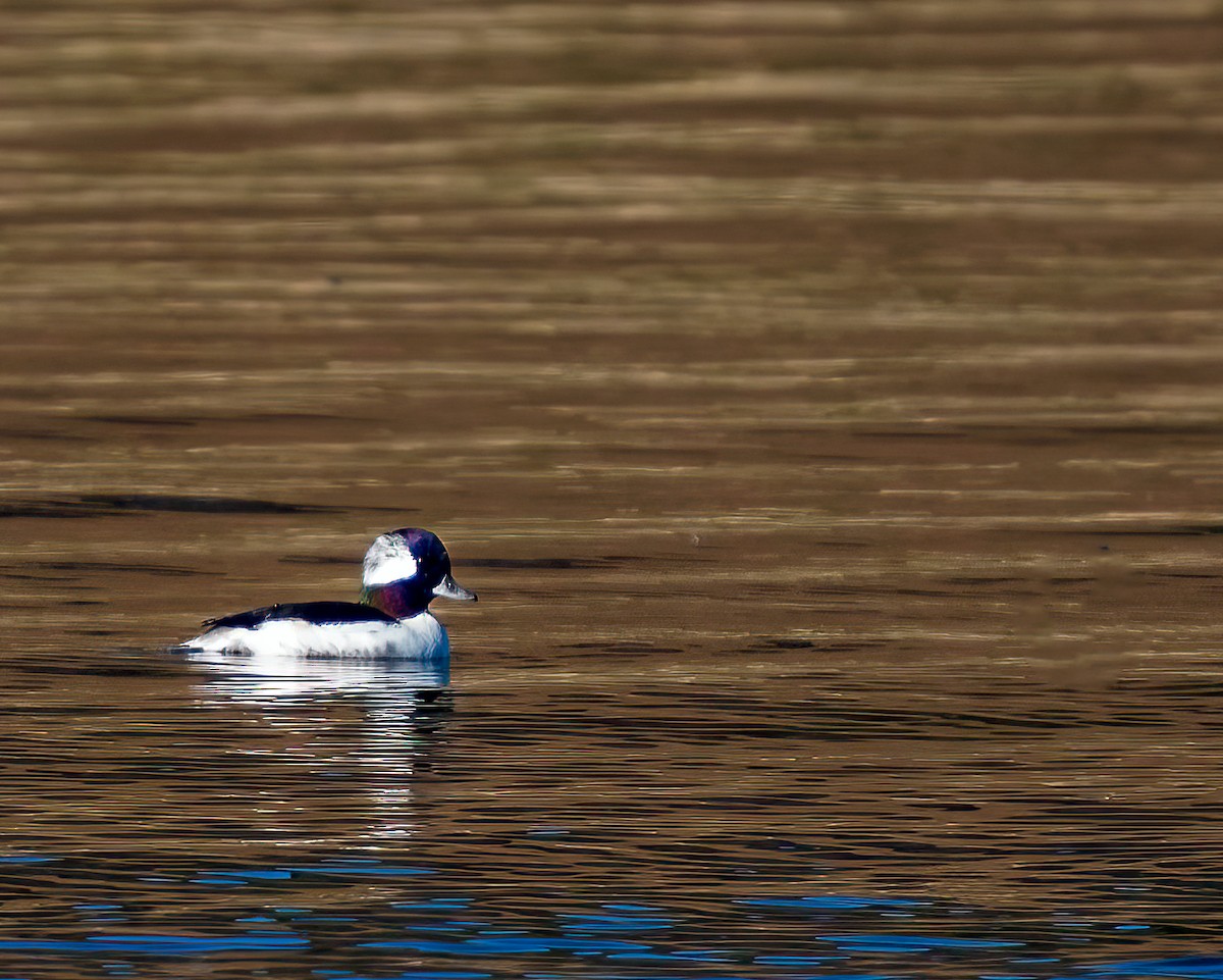 Bufflehead - ML611671487