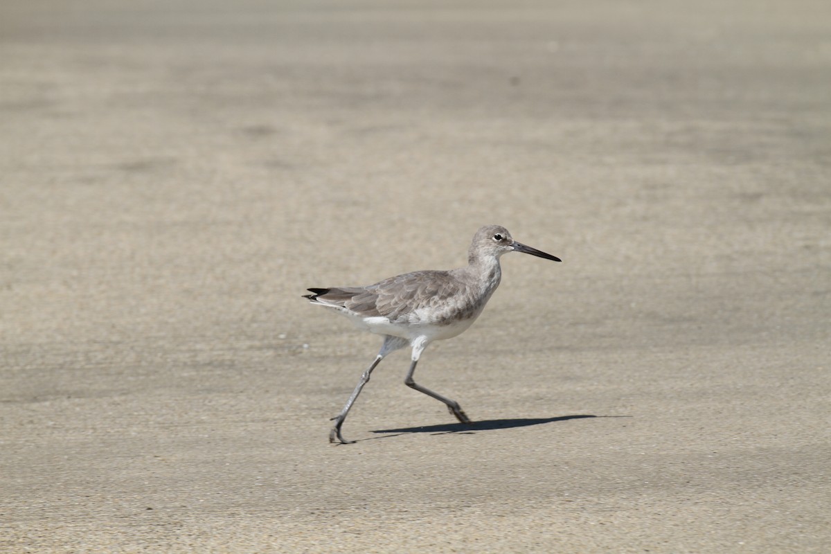 Willet - Stephen B. Brown