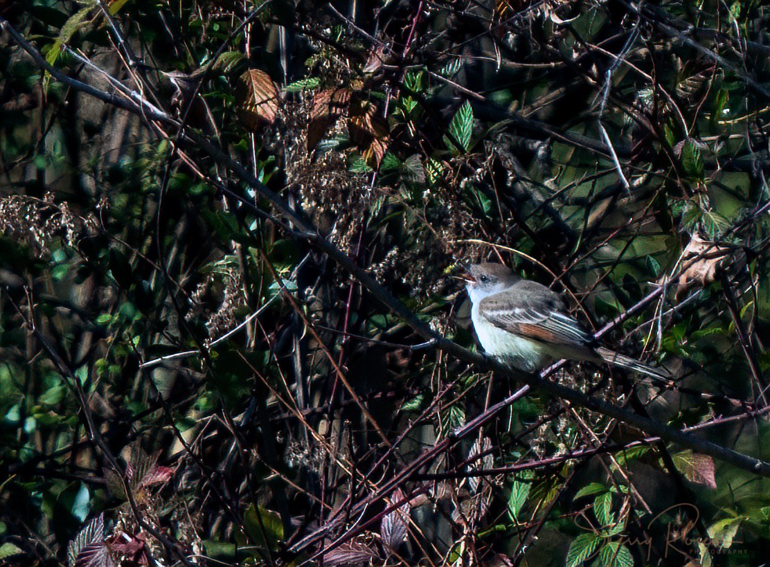 Ash-throated Flycatcher - ML611671523