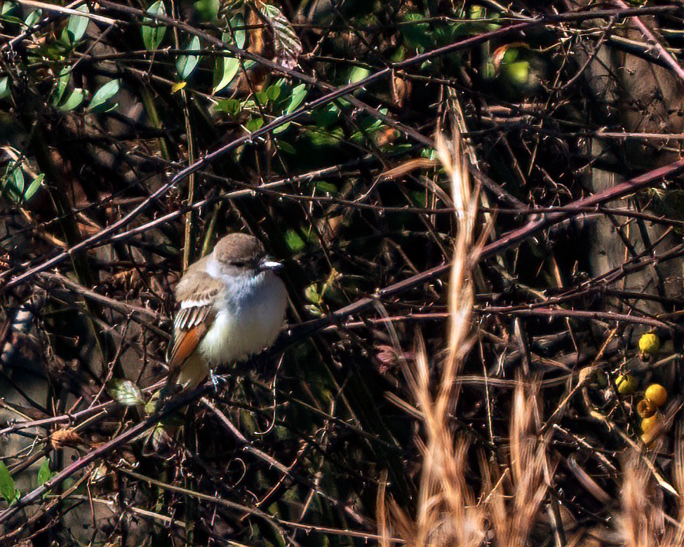 Ash-throated Flycatcher - ML611671524