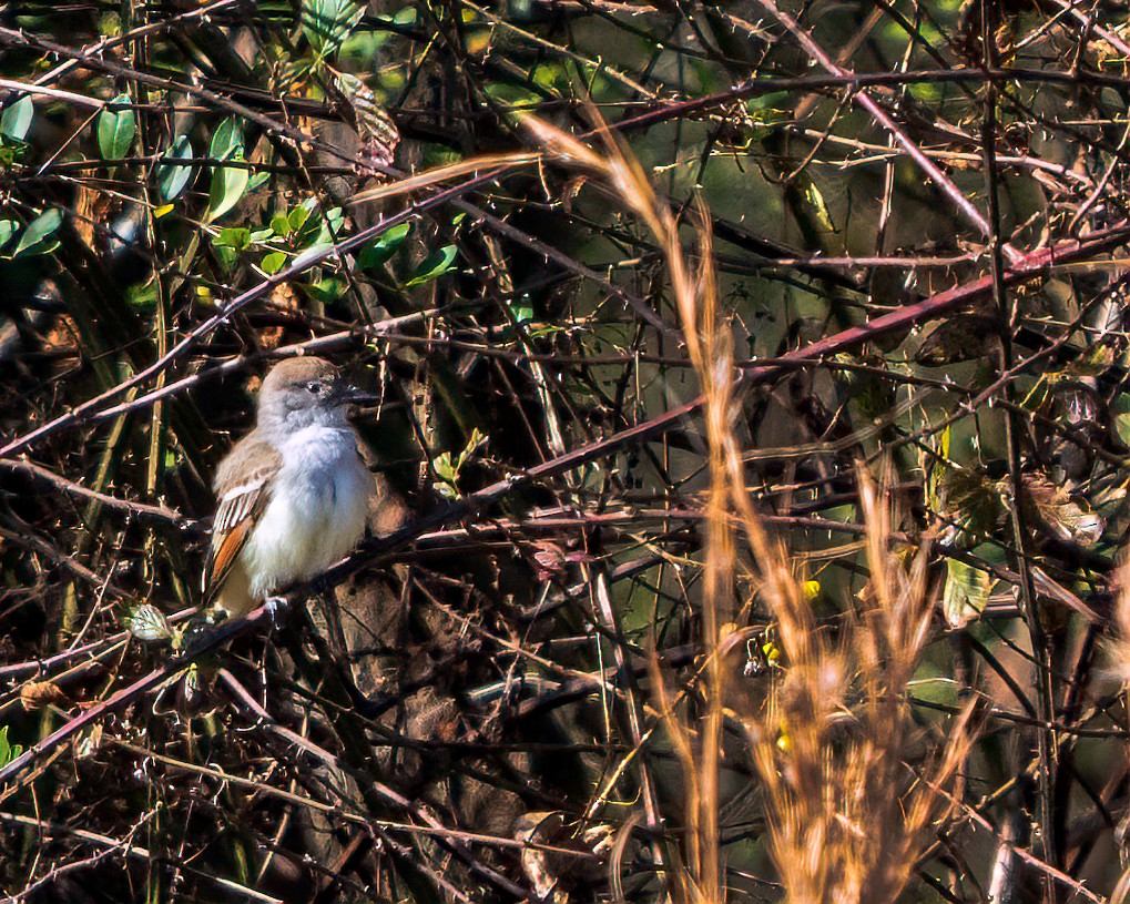 Ash-throated Flycatcher - ML611671525