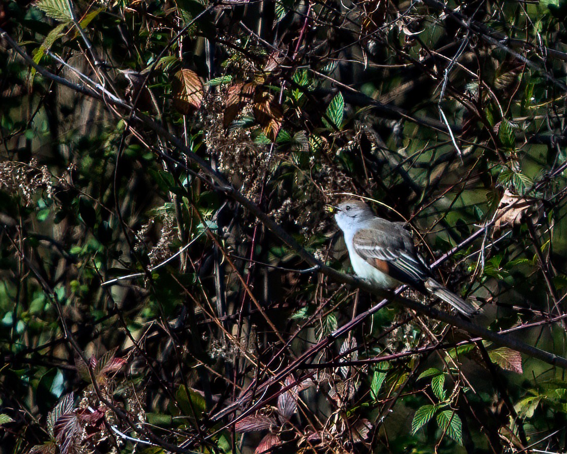 Ash-throated Flycatcher - ML611671526
