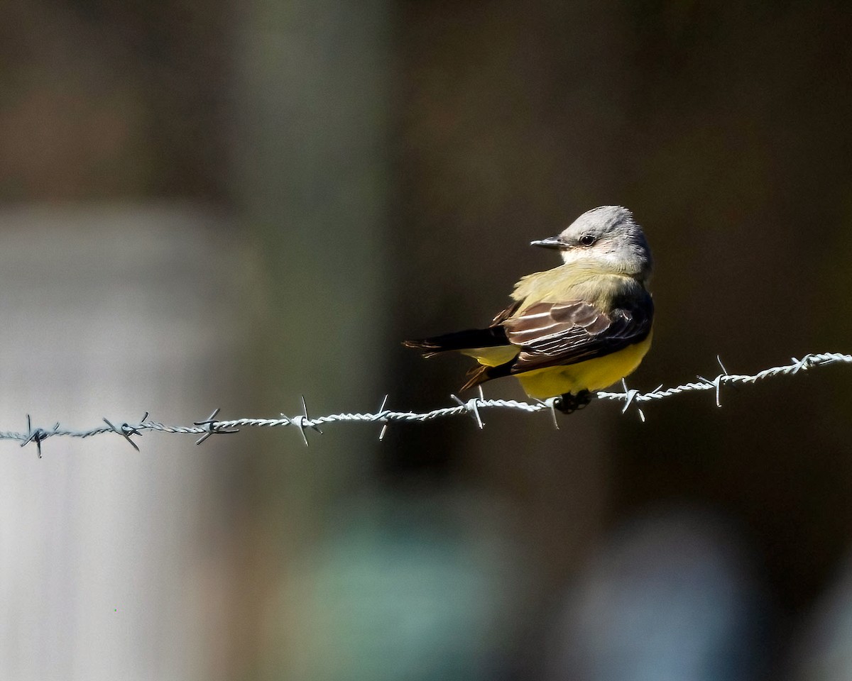 Western Kingbird - ML611671532