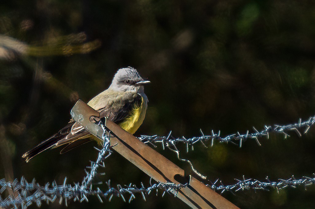 Western Kingbird - ML611671533