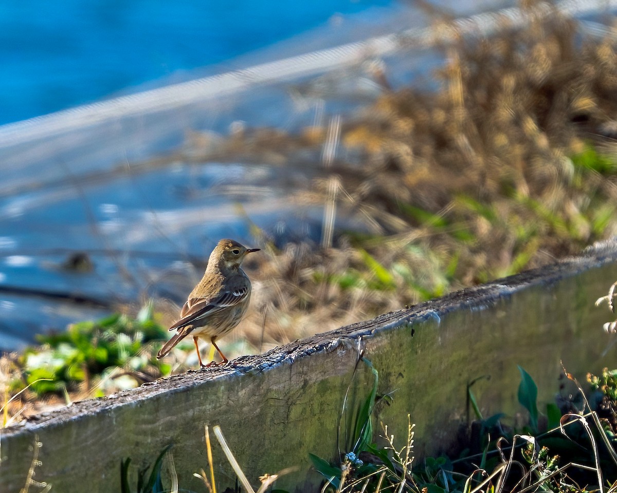 American Pipit - ML611671539