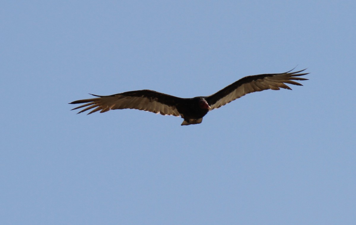 Turkey Vulture - Stephen B. Brown